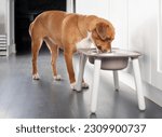 Dog eating from feeding station in kitchen. Cute puppy dog standing behind elevated dog bowl with head in dish. Used for better posture. Female Harrier mix breed, medium size. Selective focus.