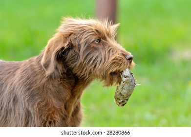 Dog Eating Fish