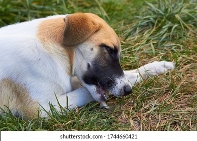 Dog Eating Fish,young Dog Eats Fish By The Lake