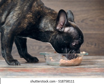 Dog Eating Dog Food From The Bowl On The Floor