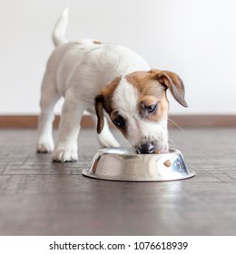 Dog eating food from bowl. Puppy jackrussell terier with dogs food