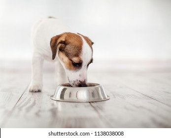 Dog eating food from bowl. Puppy jackrussell terier with dogs food