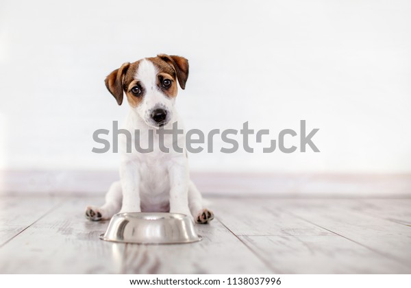 Dog eating food from bowl. Puppy jackrussell terier\
with dogs food
