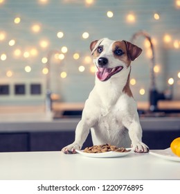 Dog Eating Food At Home. Happy Pet