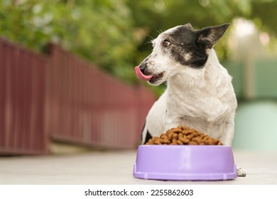 The dog is eating food from a large bowl. Black and white dog, mongrel. - Shutterstock ID 2255862603