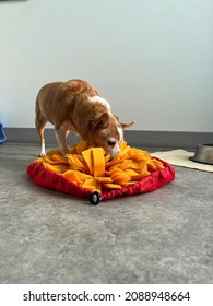 Dog Eating And Foraging For Food From Snuffle Mat Cloth Enrichment Puzzle 