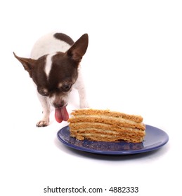 Dog Is Eating Fresh Cake