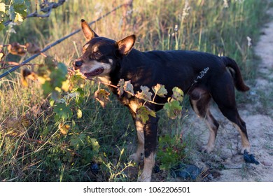 Dog Eating Grapes