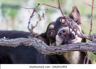 Dog Eating Grapes From A Vine