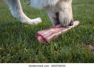 Dog Eating Healthy Raw Meat Diet With Bones.