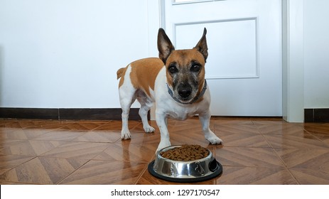 Dog Eating Home Stock Photo 1297170550 | Shutterstock