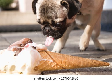 A Dog Eating An Ice Cream From A Pavement