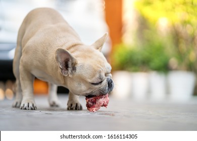 Dog Eating Raw Chicken In Garden.