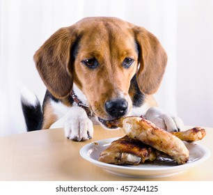 Dog Eating Roasted Chicken Legs.