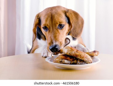 Dog Eating  Roasted Chicken Legs  On Kitchen Table