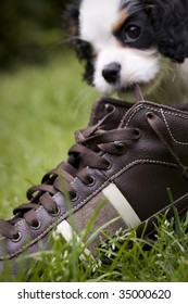 Dog Eating A Shoe In The Grass