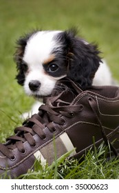 Dog Eating A Shoe In The Grass