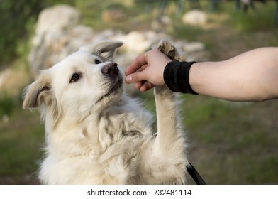 Dog Eating A Snack