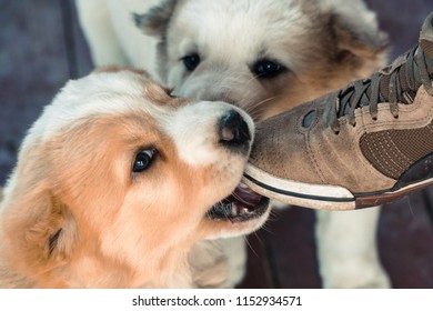 The Dog Is Eating A Sneaker. Puppy Alabai