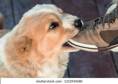 The Dog Is Eating A Sneaker. Puppy Alabai