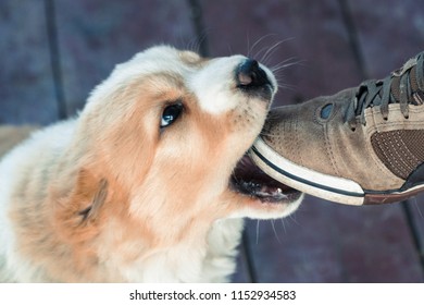 The Dog Is Eating A Sneaker. Puppy Alabai