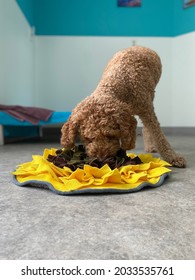 Dog Eating From Snuffle Mat, Mental Exercise 