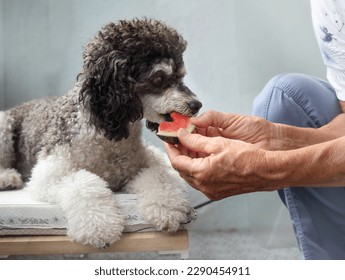 Dog eating watermelon from pet owners hand. Cute black and white poodle is being feed by senior woman. Concept for fruits in dogs diet. Female miniature harlequin poodle. Selective focus. - Powered by Shutterstock