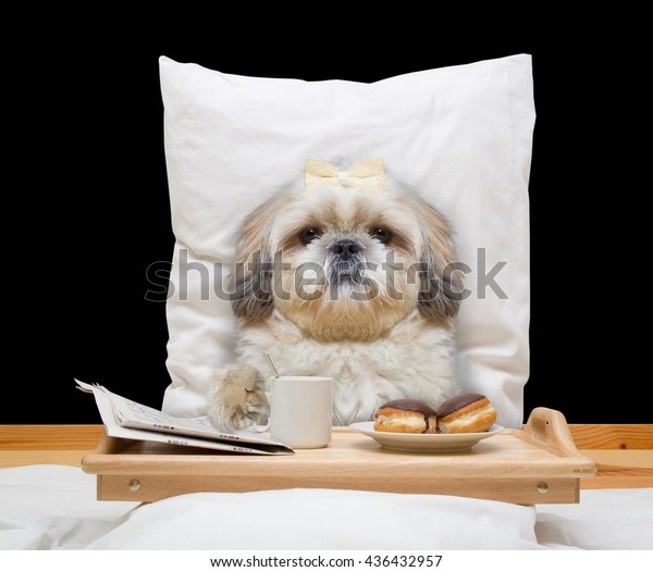 32,631 imágenes de Dog eating breakfast Imágenes, fotos y vectores de stock Shutterstock