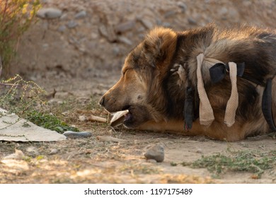 dog eats bone