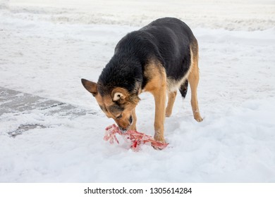 The dog eats bone with meat in winter on snow