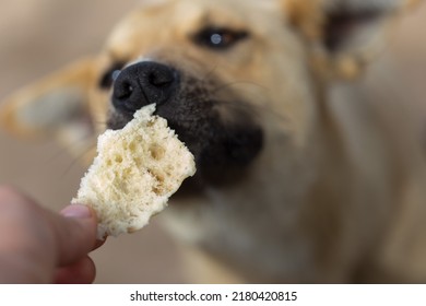 dog eats bread from the hands of the owner - Shutterstock ID 2180420815