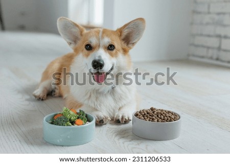 The dog eats food at home.