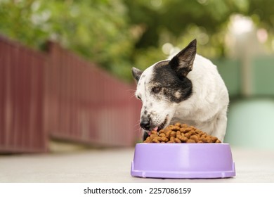 The dog eats food from a large bowl. Black and white dog, mongrel. - Shutterstock ID 2257086159