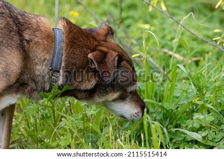 A dog eats grass in a bush
