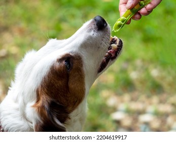 The dog eats green peas. Vegetarian dog. - Shutterstock ID 2204619917
