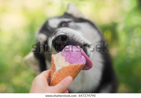 犬はワッフルホーンでアイスクリームを食べる の写真素材 今すぐ編集