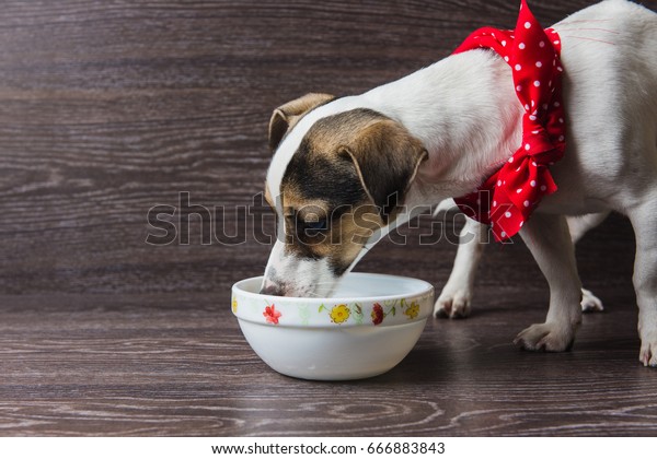 Dog eats from a plate. Jack Russell Terrier in front of dark wooden background.