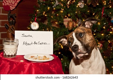Dog eats Santa's cookies.