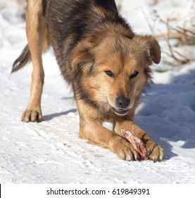 dog eats snow