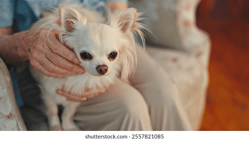 Dog, elderly person hands and relax in home with love, comfort and companionship on sofa. Pensioner, pet and chihuahua in living room with stroke, peace and emotional support in retirement with care - Powered by Shutterstock