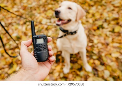 canine shock collar