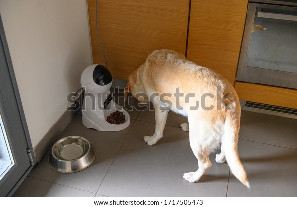 electronic dog feeder