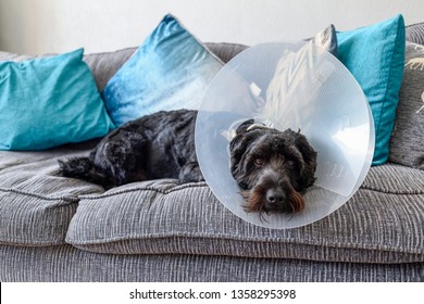 Dog with Elizabethan Collar fitted after operation. - Powered by Shutterstock