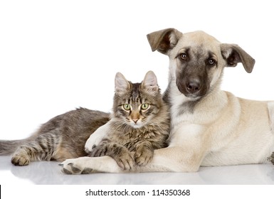 the dog embraces a cat. isolated on white background