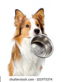Dog With Empty Bowl