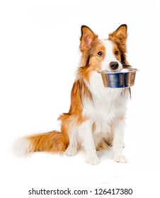 Dog With Empty Bowl