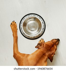 Dog And Empty Food Bowl Top View 