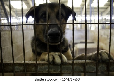 Dog In Enclosed Kennel, Abandoned Animals, Abuse