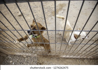 Dog In Enclosed Kennel, Abandoned Animals, Abuse