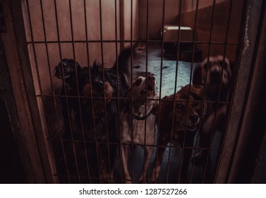 Dog In Enclosed Kennel, Abandoned Animals, Abuse